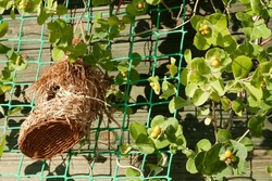 Birds nest and flowers in the garden on a sunny day.