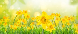 Yellow daffodils in spring background on bokeh blurred green,fre