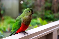 King Parrot Australian native bird birds of Australia