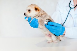 veterinarian listens to a little puppy with a stethoscope