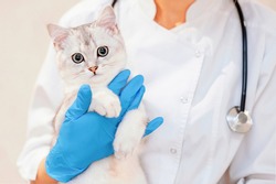Female vet doctor holding cute scottish straight silver chinchilla cat. Veterinarian with stethoscope holding cute white cat on hands at vet clinic. Pet check, Vet examining at animal clinic.