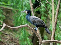 Bright Horizontal portrait image in warm colors of a Phalacrocorax carbo (great cormorant, great black cormorant, black cormorant, large cormorant, black shag) standing on the branch