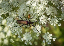 Closeup of  shiny musk beetle (aromia moschata)  sitting on white wild carrot flower together with the common red soldier beetle (Rhagonycha fulva)