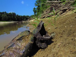 Juvenile Alligator Snapping Turtle (Macrochelys temminckii) on sodden shore, Mississippi