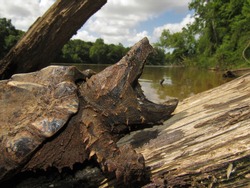 Juvenile Alligator Snapping Turtle (Macrochelys temminckii) backing on log, Mississippi