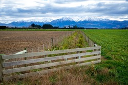 Native plants and trees are planted along farm fences and around waterways to provide a habitat and place for birds and bugs in New Zealand	