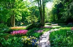 Panorama- Magical path through lovely green woods with awesome tulips. The green foliage enthuses a calm and serene appearance, with the bright flowers sparkling through. Truly a walk through the park