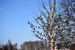 Landscape with dry dead twigs and black birds on tree branches, winter time
