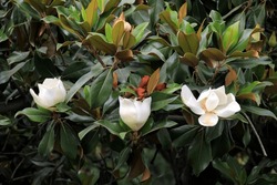  white southern magnolia flower is surrounded by glossy green leaves of a tree, Madrid