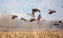 Geese starting in flight from a large field.