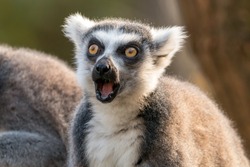 Surprised ring-tailed lemur or lemur catta with open mouth and eyes wide open