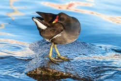 Common moorhen standing on the stone among blue water. Black wading bird waterhen or swamp chicken with red bill and eyes and yellow legs with long toes.