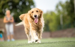 Golden retriever dog walking outdoor
