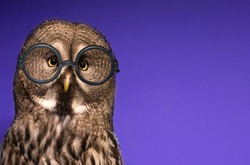 Banner with funny forest owl with professor glasses isolated on a beautiful magical blue background.Face of tawny owl with yellow eyes close up. Back to school in september.Symbol of wisdom.Copy space