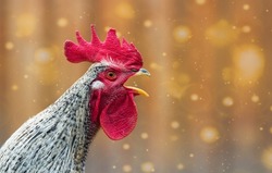 Portrait of beautiful colorful crowing rooster with bright red comb isolated on orange background with bokeh.Countryside concept with domestic singing bird close up on the farm.Copy space for text