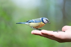 Card with blue tit that sits on arm of man holding seeds on the green summer background.Feed birds from hands in park to help them in their habitat.Concept of International Day of Birds. Copy space 