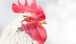 Portrait of a beautiful colorful rooster with a bright red comb isolated on a soft light background.Countryside concept with domestic bird head closeup on the farm. Copy space for text
