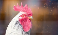 Portrait of beautiful colorful rooster with bright red comb isolated on magic colorful background with bokeh.Countryside concept with domestic bird head closeup on farm.Banner with copy space for text
