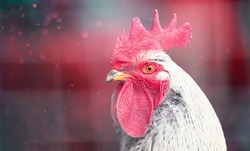 Portrait of beautiful colorful rooster with bright red comb isolated on magic colorful background with bokeh.Countryside concept with domestic bird head closeup on farm.Banner with copy space for text
