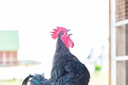 Beautiful black crowing rooster with a bright red comb isolated on a countryside  summer background.Poultry farm concept with domestic singing bird close up on the chicken yard. Copy space for text