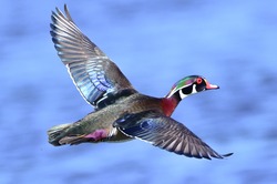 male wood duck drake (Aix sponsa) in flight showing beautiful red, blue, purple, green, chestnut  colors in central florida, flying over blue water, Rainbow river, Dunnellon, FL.