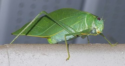 Florida Giant Katydid (Stilpnochlora couloniana) in my yard resting on edge gutter downspout - lime green color and legs and antennae- blurred background