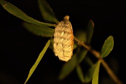 Puss caterpillar - Megalopyge opercularis -larval caterpillar form of southern flannel moth on oak tree branch