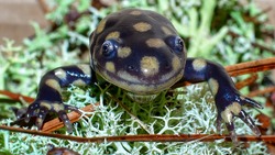 Wild north Florida eastern tiger salamander - ambystoma tigrinum - smiling, looking straight ahead, googly eyes, peeking out of soldier lichen, face shot