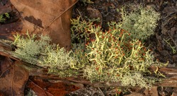 British soldiers lichen - Cladonia leporina - growing on rotting branch with other lichens and fungus, central Florida scrub habitat