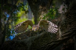great horned owl adult (bubo virginianus) flying towards camera from oak tree, yellow eyes fixed on camera, wings open and flared showing inside feathers with black barring , north Florida