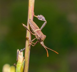 Leptoglossus phyllopus or Eastern leaf-footed bug Hanging on eastern gamagrass stalk, blurred green background, white stripe on back
