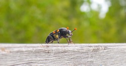 American burying beetle - Nicrophorus americanus a Federally-designated Endangered the largest species of the genus Nicrophorus black body with orange bands and antenna with expanded orange round tips