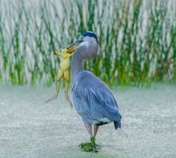 great blue heron - Ardea herodias -with large American bullfrog - Lithobates catesbeianus - walking in shallow water with duckweed on herons legs