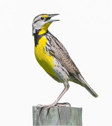 eastern meadowlark - Sturnella magna - perched on wood fence post looking behind with mouth wide open, yellow breast striped through eye, isolated cutout on white background