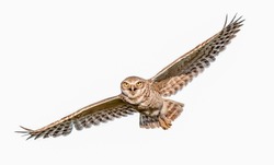 Adult wild Burrowing owl - Athene cunicularia - flying with mouth wide open, wings apart, yellow eyes looking at camera, isolated cutout on white background
