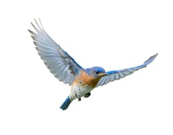 Male eastern bluebird - sialia sialis - in flight showing wing expanded with blue and brown orange colors.  Cutout stock photo on isolated white back ground