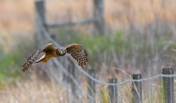 female northern harrier - Circus cyaneus - hunting grasslands meadow flying over barbed wire fence,  looking towards camera