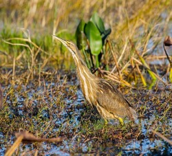 American Bittern - Botaurus lentiginosus - camouflaged and well hidden in open sight in a North Florida marsh.  A wading bird in the heron family.  Vertical lines blend in with dry brown, dead reeds