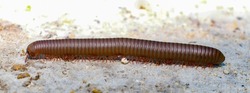 Close up macro of American giant millipede - Narceus americanus - crossing dirt road.  an arthropod native to eastern part of north america. It is a worm like gray bug with red segments