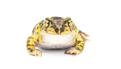 eastern spadefoot toad or frog - Scaphiopus holbrookii - Isolated on white background front face view. Vibrant yellow color and amazing eyes