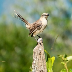 The chalk-browed mockingbird is a bird in the family Mimus saturninus. It is found in Brazil