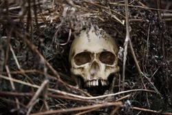 The skull of a man in the dry grass close-up. A fake skull lying in the grass last year.