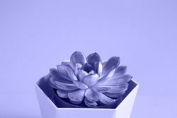 Echeveria in a pot on a purple tinting, very peri background. A house plant, a green home, a succulent is a symbol of harmony. Copy space. Care of indoor plants