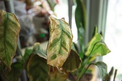 Problems in the cultivation of domestic plants - leaves affected by a spider mite, yellow and dry tips, the overflow of the plant, rotting of the roots. Plant treatment and pest and fungus control