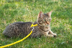 Walking a domestic cat on a yellow harness. The tabby cat is afraid of outdoor,hides in the green grass, cautiously and curiously. Teaching your pet to walk