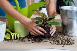 Transplanting a home plant Philodendron Prince of Orange into a new pot. A woman plants a stalk with roots in a new soil. Caring and reproduction for a potted plant, hands close-up
