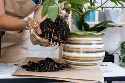 An earthen lump of a potted plant with healthy roots. Transplanting and caring for a home plant, rhizome, root rot