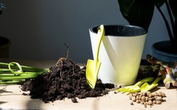 An earthen lump of a potted plant with healthy roots. Transplanting and caring for a home plant, rhizome, root rot
