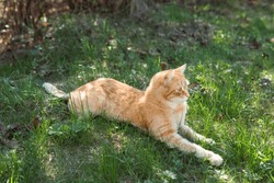 Walking a domestic cat resting in the shade on the grass. Relax, hiding from the heat, the danger of ticks on the wool
