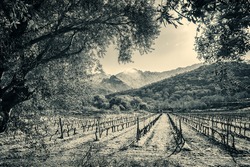 Black & White view of late afternoon sun on rows of vines in the Balagne region of Corsica with snow covered mountains in the background  and sunlight glinting through the leaves of an old olive tree
